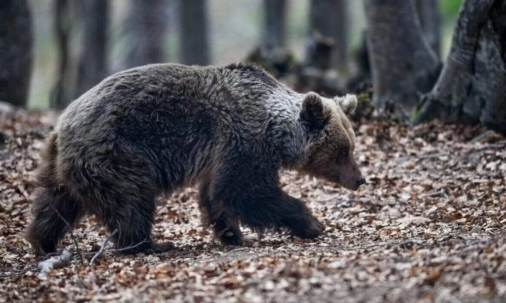 ΗΠΑ: Πυροβόλησαν αρκούδα, έπεσε από δέντρο και σκότωσε κυνηγό